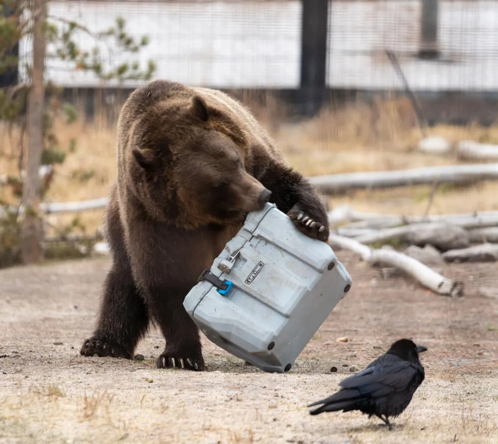 Lifetime Kühlbox 26,5 Liter Volumen – Bild 8